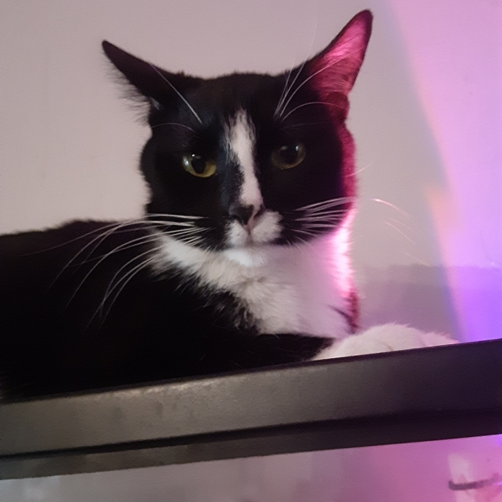 Meet your Posher, Kai